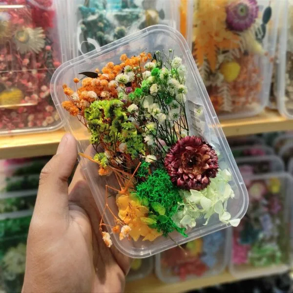 Mix Natural Real Dried Flower Box | Random