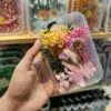 Mix Natural Real Dried Flower Box | Random - Image 13