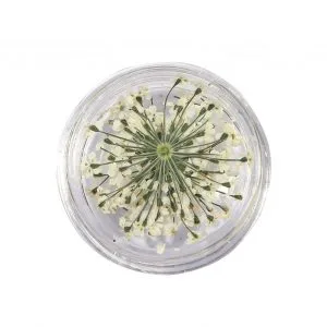 Natural Dried Flowers for Resin Jewelry Crafting | White | Pack of 10