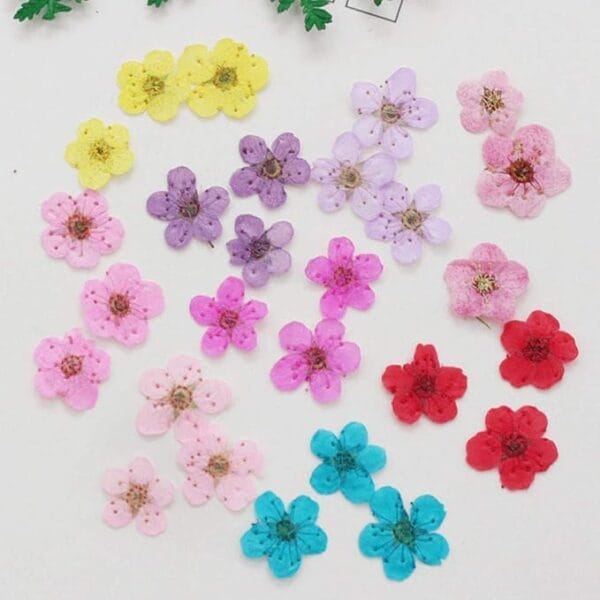 30 Pcs Little Plum Dried Flowers – Real Pressed Floral for Resin Art, Nail Art, Scrapbooking & DIY Crafts - Image 4