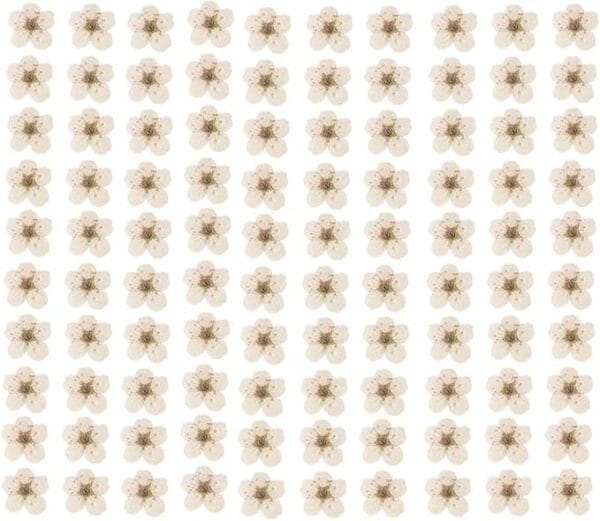 30 Pcs Little Plum Dried Flowers – Real Pressed Floral for Resin Art, Nail Art, Scrapbooking & DIY Crafts - Image 14