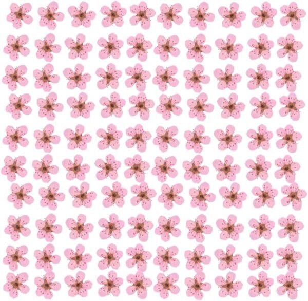30 Pcs Little Plum Dried Flowers – Real Pressed Floral for Resin Art, Nail Art, Scrapbooking & DIY Crafts - Image 7